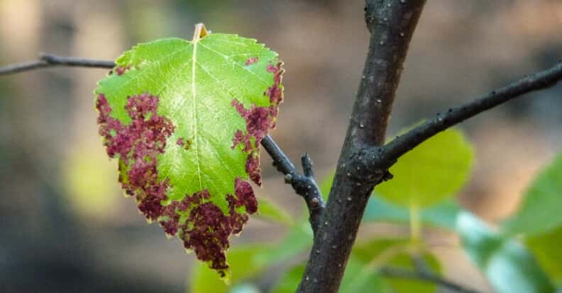 tree disease